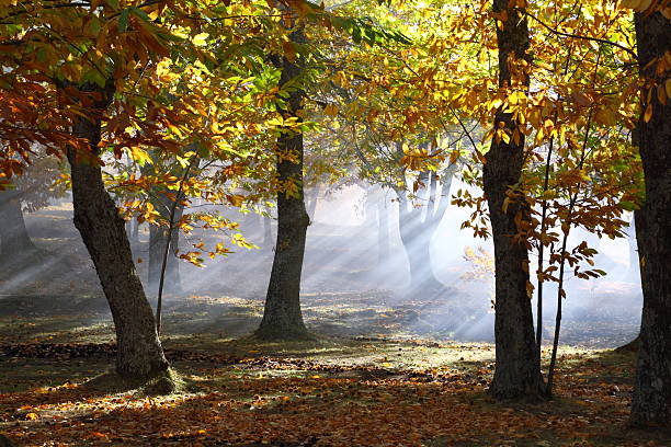 Bosco di castagni in una mattina d'autunno